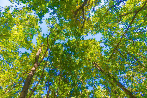 istock Old big tree on color background with blue sky 1282252814