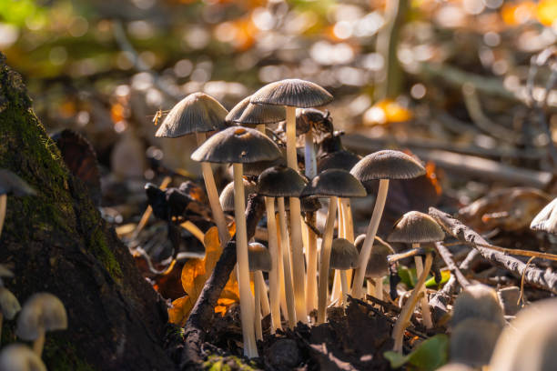 istock Mushrooms close up in the forest 1282252829