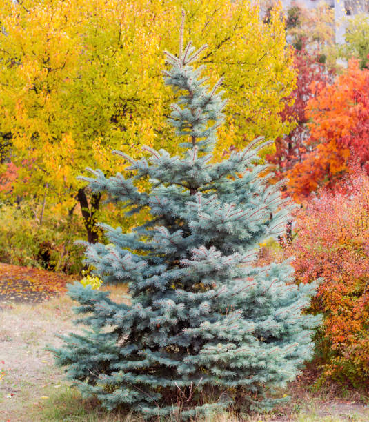 Young blue spruce against trees and shrubs with autumn foliage Young tree of blue spruce against the trees and shrubs with varicolored autumn foliage picea pungens stock pictures, royalty-free photos & images