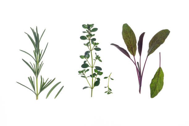 istock fresh rosemary, thyme and sage leaves isolated on white background 1282255955