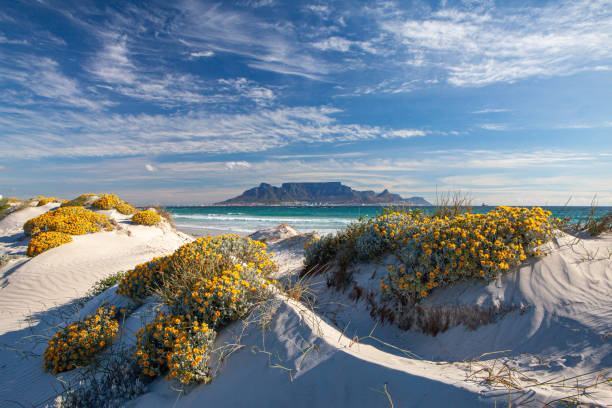 vista panorâmica da montanha de mesa cidade do cabo áfrica do sul com flores da primavera de bloubergstrand - south africa coastline sea wave - fotografias e filmes do acervo