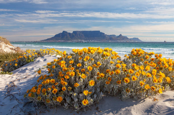 vista panorâmica da montanha de mesa cidade do cabo áfrica do sul com flores da primavera de bloubergstrand - south africa coastline sea wave - fotografias e filmes do acervo