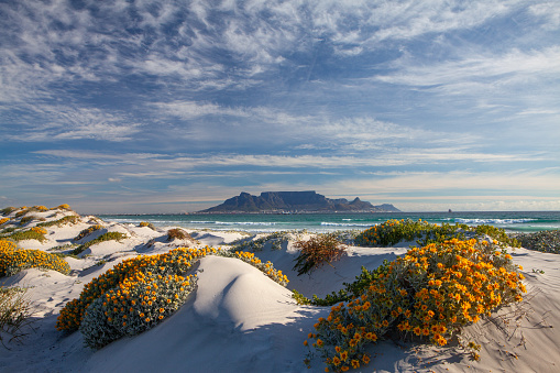 Camps Bay and beach with Twelve Apostles as background, Table Mountain National Park, Cape Town, South Africa