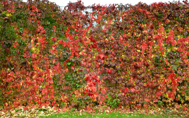 autumn red-leaved liana on the fence near the industrial hall, warehouse, gradually falls off and colors the ground below. combined with large ornamental grass on the chicken mulch flowerbed autumn, botanical, bunch, climber, climbing, color, cover, creeper, decorative, fall, fence, finger, five, five-finger, five-leaved ivy, foliage, garden, glacillimus, grass, gray, green, ground, hall, hanging, industrial, ivy, leaf, leaved, leaves, liana, mall, mesh, metal, miscanthus, ornamental, parthenocissus, plant, quinquefolia, red, season, shopping, sinensis, victoria, victoria creeper, vine, virginia, wall, warehouse, wire, zinc parthenocissus stock pictures, royalty-free photos & images