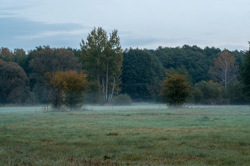 Fog rising over a yellowish meadow in a forest near Warsaw, Poland. A chilly autumn morning.