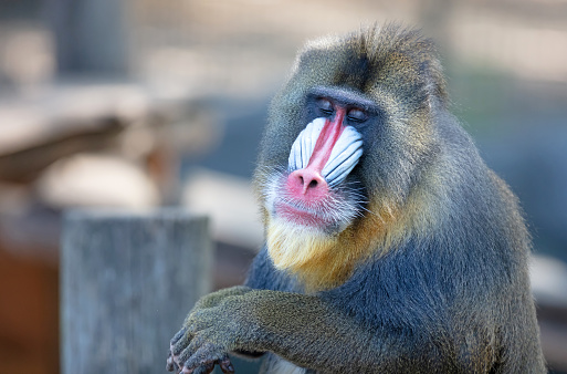 Colorful mandrill baboon, selective focus on eyes