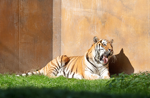 Tiger (Panthera Tigris Altaica) yawning in a garden, selective focus