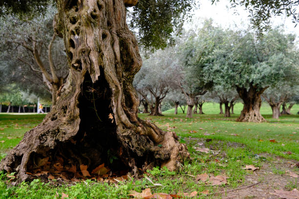 istock Hollow olive tree trunk in a urban olive grove in autumn. 1282260935