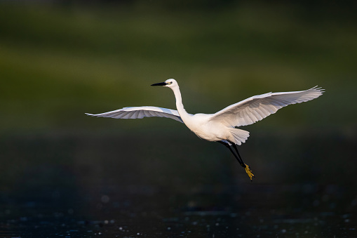 Little egret flying in nature.
