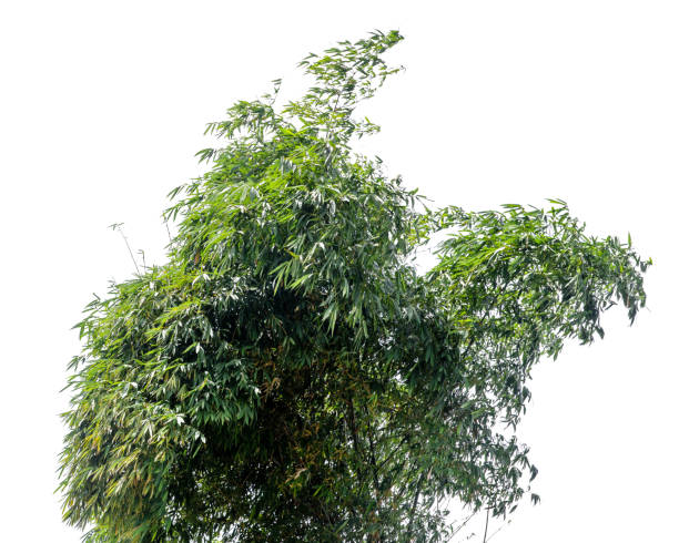istock Green bush isolated on white background with copy space and  clipping path. 1282261127