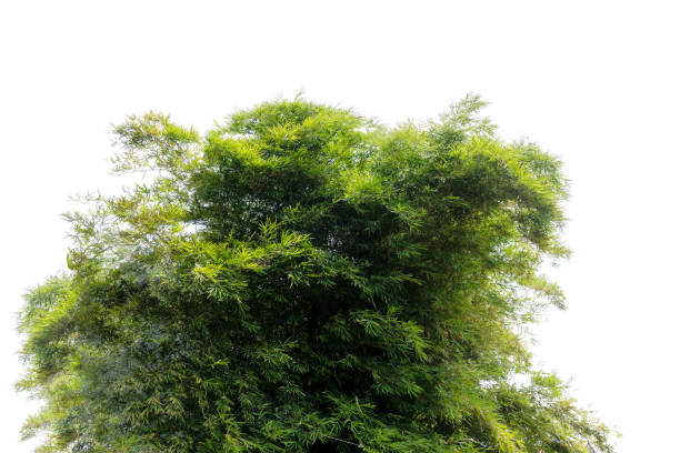 istock Green bush isolated on white background with copy space and  clipping path. 1282261758
