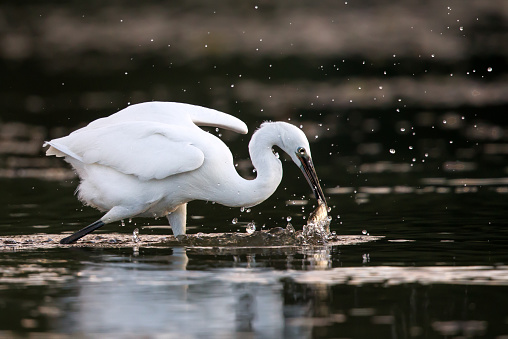 Little egret with a fish in pond.