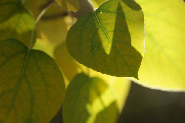 Close-up view of yellow, gold and orange aspen leaves during autumn on a sunny day