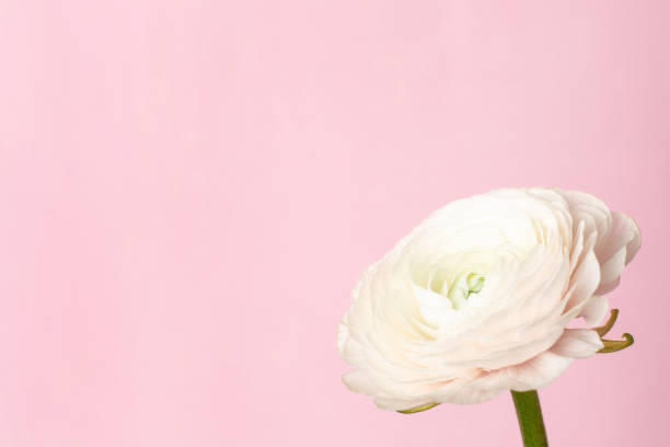 istock Pattern white ranunculus flower on pastel pink background. 1282262060