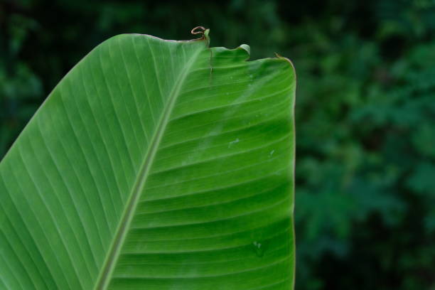 istock View of the tip of banana leaf 1282262425