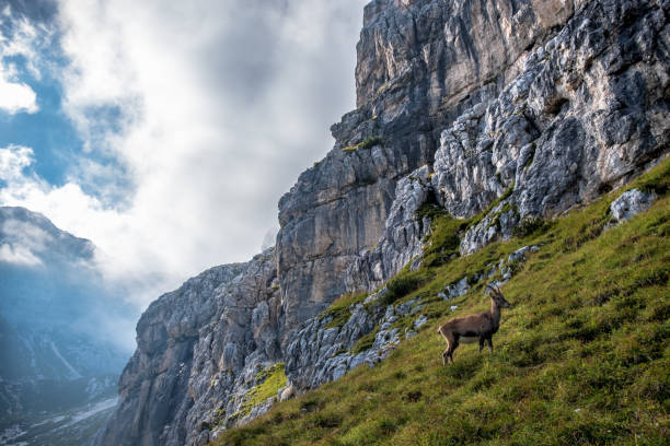 istock Capricorns in the Julian Alps 1282263164