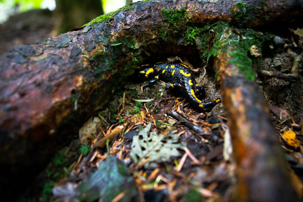 istock yellow spotted salamander in forest 1282263165