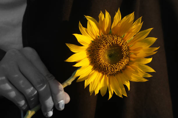 istock Sunflower in hand and the sunlight on black background. 1282263672