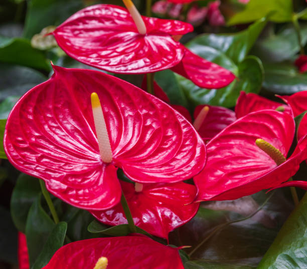 istock Right side view on the bright red anthurium flowers 1282264580