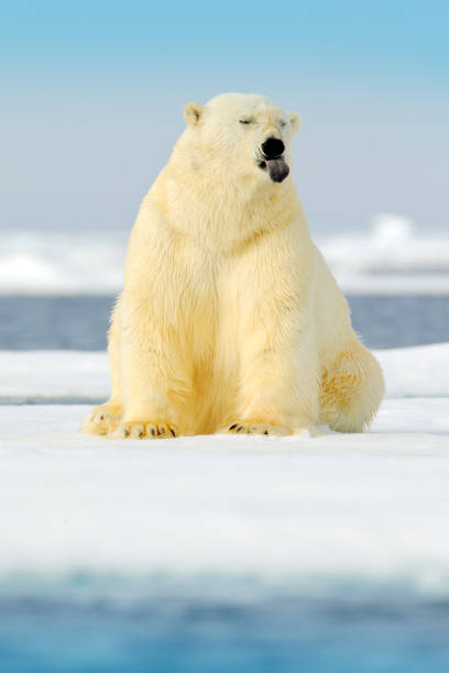 istock Dangerous bear sitting on the ice, beautiful blue sky. Polar bear on drift ice edge with snow and water in Norway sea. White animal in the nature habitat, Europe. Wildlife scene from nature. 1282264586