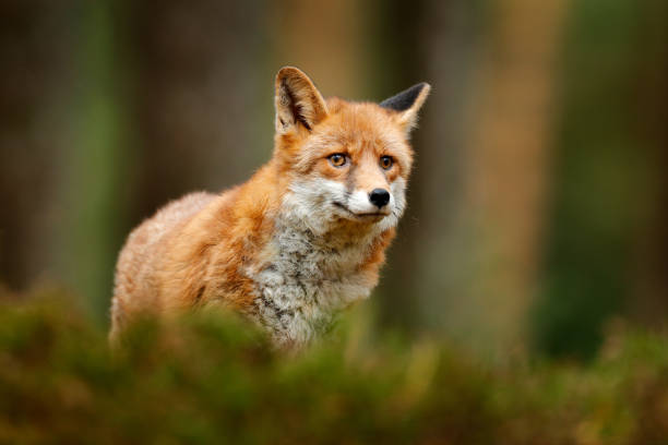 istock Fox in green forest. Cute Red Fox, Vulpes vulpes, at forest on mossy stone. Wildlife scene from nature. Animal in nature habitat. Animal in green environment. 1282264687