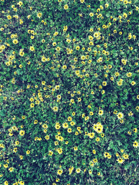 istock the beautiful yellow flower bed 1282264823