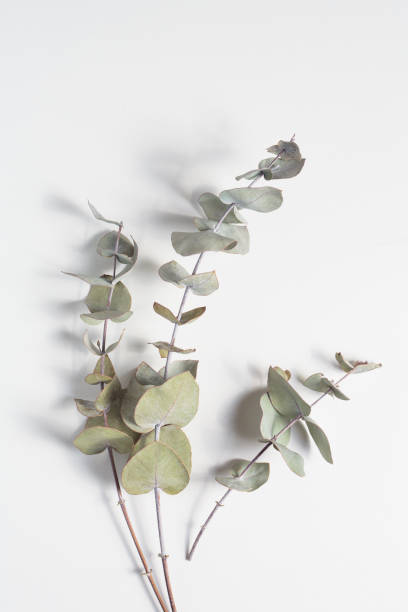istock Top view, branches of eucalyptus on a white background. Monochrome, horizontal photo. 1282265029