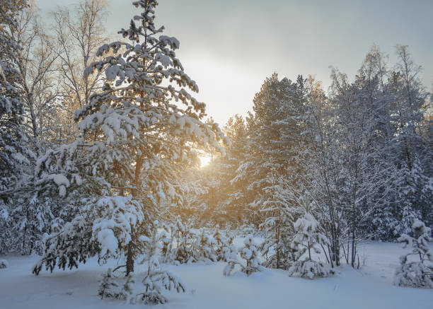 зимнее утро в лесу. сосны в снегу на фоне восхода солнца. - wolk стоковые фото и изображения