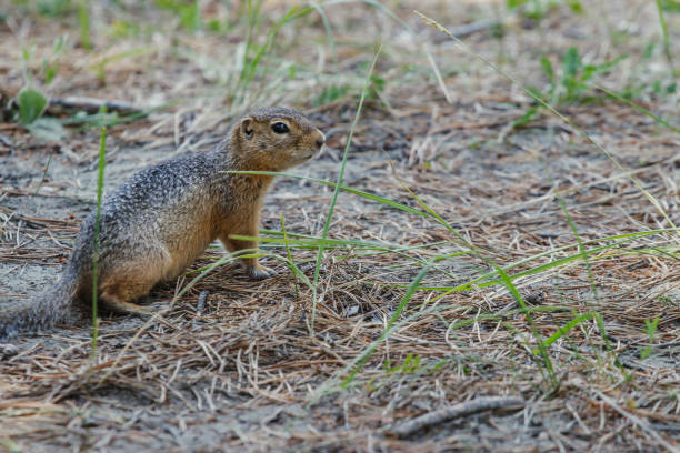 istock A small chipmunk sits on dry grass on a hot summer day. 1282267306