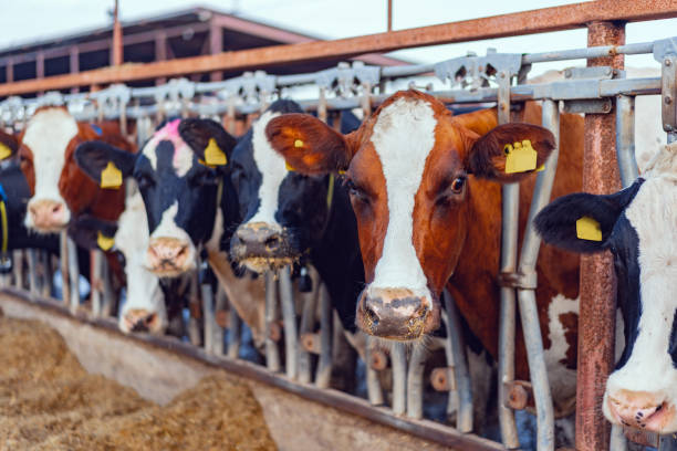 istock Large cowshed with milky cows on the farm 1282267307