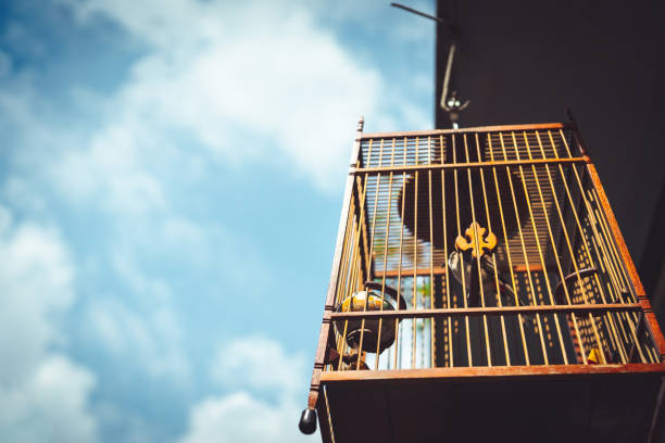istock Low Angle View Of Bird In Case Building Against Sky 1282267334