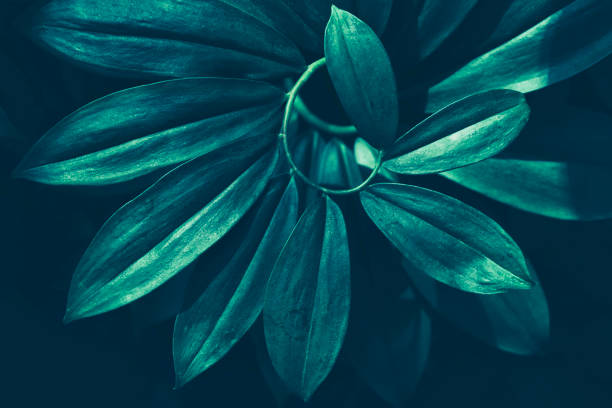 istock tropical leaves, dark green nature background 1282267370