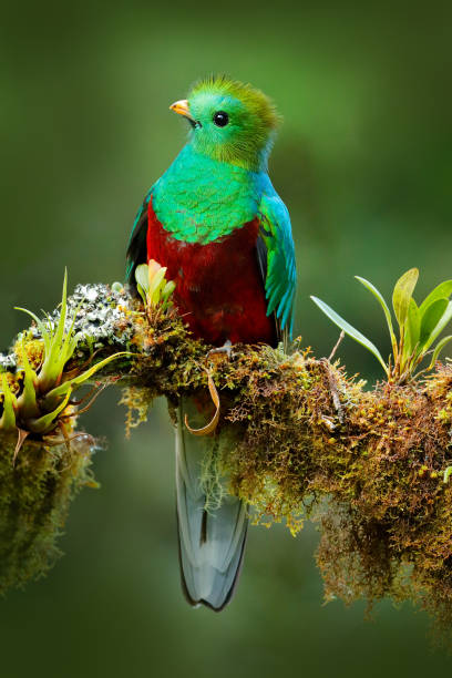 Quetzal, Pharomachrus mocinno, from  nature Costa Rica with green forest. Magnificent sacred mistic green and red bird. Resplendent Quetzal in jungle habitat. Widlife scene from Costa Rica. Quetzal, Pharomachrus mocinno, from  nature Costa Rica with green forest. Magnificent sacred mistic green and red bird. Resplendent Quetzal in jungle habitat. Widlife scene from Costa Rica. trogon stock pictures, royalty-free photos & images