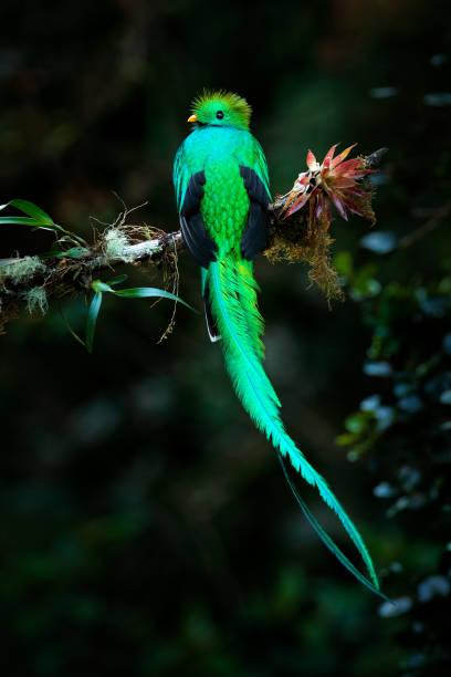 quetzal, pharomachrus mocinno, z natury kostaryka z zielonym lasem. wspaniały święty mistic zielony i czerwony ptak. olśniewający quetzal w środowisku dżungli. scena widlife z kostaryki. - mistic zdjęcia i obrazy z banku zdjęć