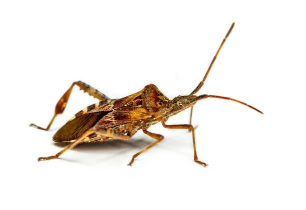istock Western conifer seed bug Leptoglossus occidentalis 1282269931