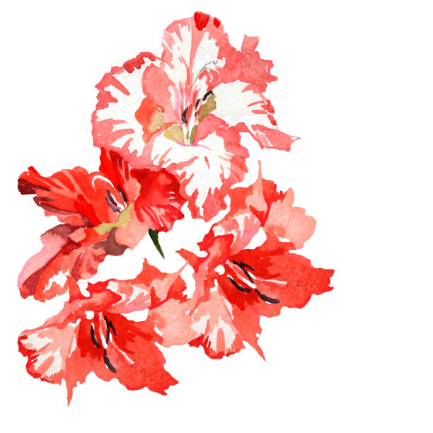 akwarela gladioluses kwiaty na białej ilustracji botanicznej. - gladiolus flower beauty in nature white background stock illustrations