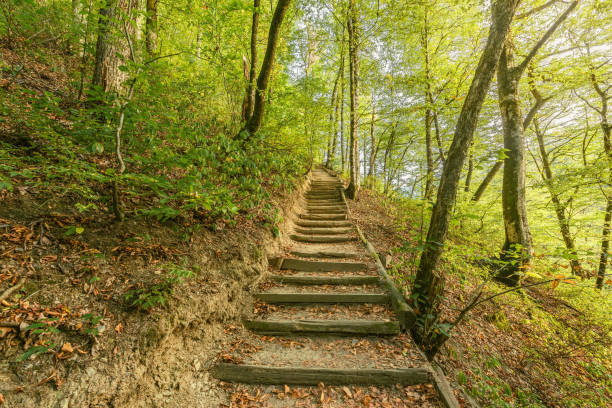 istock Touristic path in the mountain forest at evening time. 1282271336