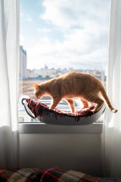 istock vertical composition. Brown tabby cat walks in a hammock by the window 1282271378
