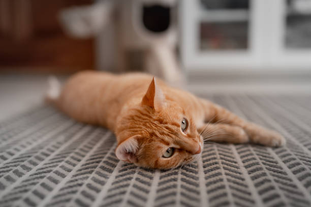 istock brown tabby cat lying on the carpet 1282271393