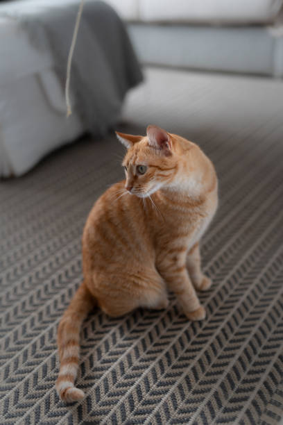 istock vertical composition. Brown tabby cat with green eyes sitting on the carpet 1282271422