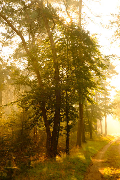 istock Beech tree forest landscape during a foggy autumn morning with sunlight through the canopy 1282272438
