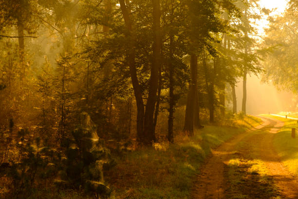 Beech tree forest landscape during a foggy autumn morning. The Veluwe nature reserve in Gelderland is a popular place for hiking and cycling through nature.