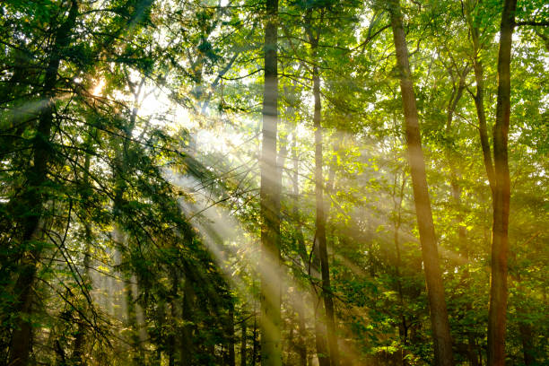 Sunlight filters through autumn trees, casting a warm and serene glow over the natural woodland scene.