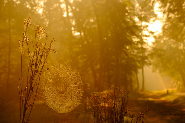 Spider web next to a forest path during a foggy autumn morning in the Veluwe nature reserve, Gelderland, Netherlands.