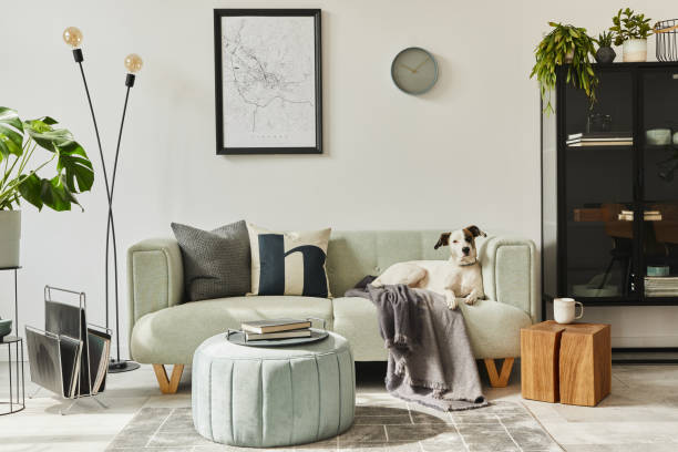 schöner hund liegt auf dem grünen sofa im stilvollen loft-interieur mit grünem sofa, design-pouf, mock-up-plakatkarte, möbel, teppich, pflanzen und dekoration. - sofa stock-fotos und bilder