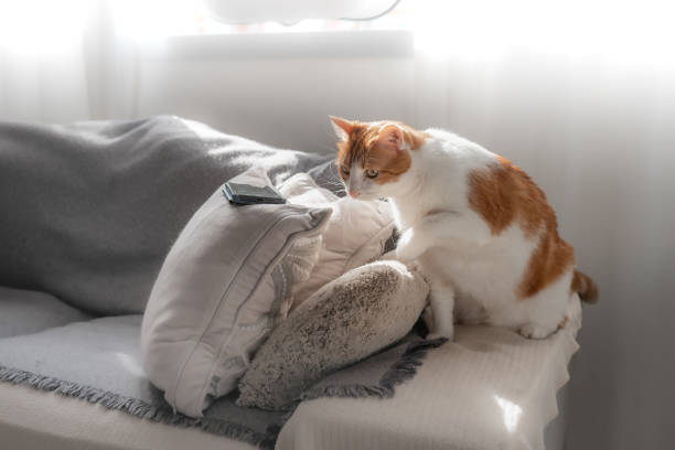 a brown and white cat looks for someting under the pillows stock photo
