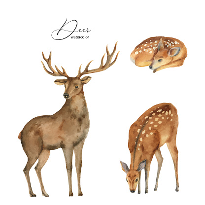 Watercolor vector set with deer, DOE and fawn isolated on a white background. Perfect graphic for  greeting cards, party invitations, photos, scrapbooking, packaging, posters, quotes and more.