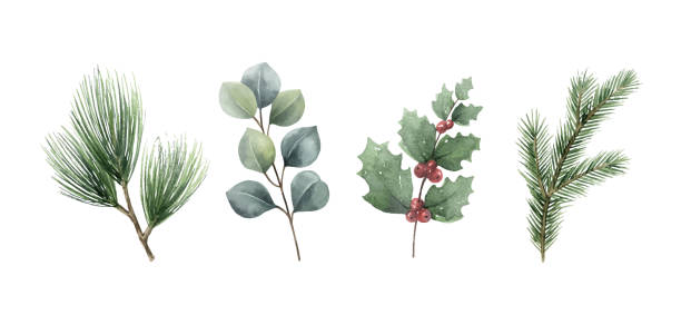 Watercolor vector Christmas set with fir branches and eucalyptus. Hand painted illustration for greeting floral postcard and invitations isolated on white background.