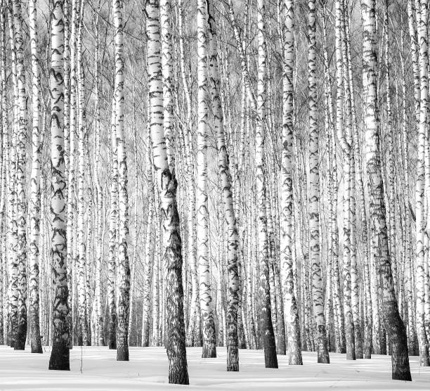 istock Winter birch grove in sunlight black and white 1282275185