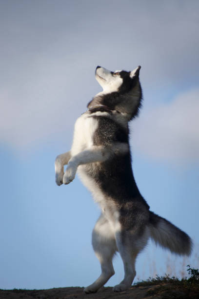 istock Husky standing upright by a summer sky 1282275307